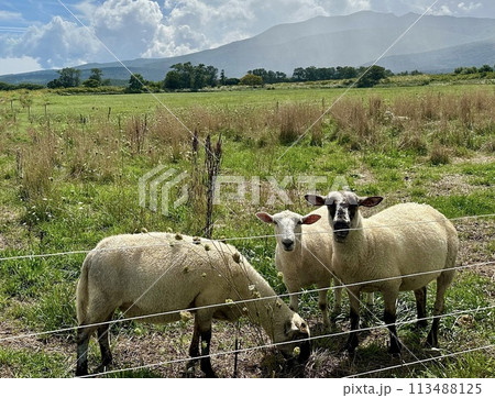 草原で草を食べる羊たち 草原で草を食べる羊たち 113488125