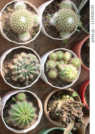 Echinopsis oxygona plant on pot 113488195