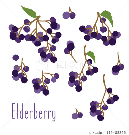 Collection of elderberry black. branch elderberry Collection of elderberry black. branch elderberry 113488226