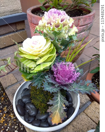 葉牡丹の苔玉 葉牡丹の苔玉 113488291