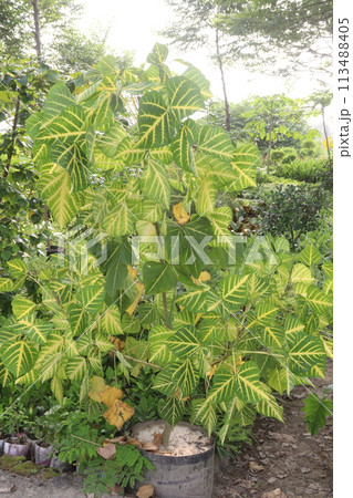Erythrina variegata plant on farm 113488405