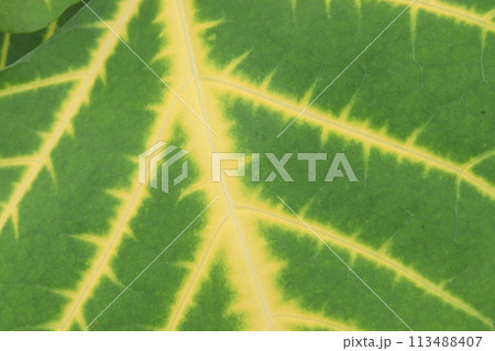 Erythrina variegata plant on farm 113488407