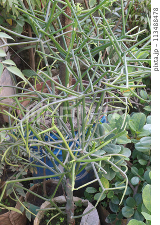Euphorbia tirucalli plant on farm Euphorbia tirucalli plant on farm 113488478