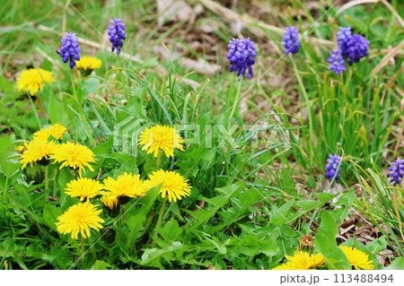 タンポポとムスカリ 113488494