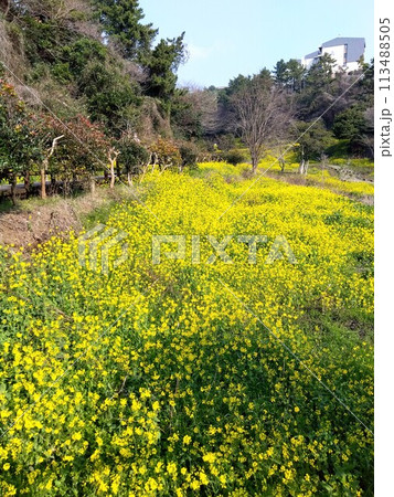 韓国・済州島の菜の花畑 韓国・済州島の菜の花畑 113488505