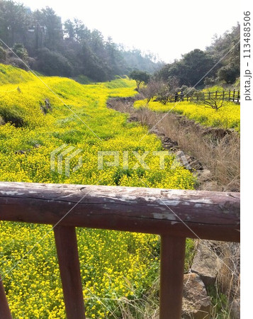 韓国・済州島の菜の花畑 113488506
