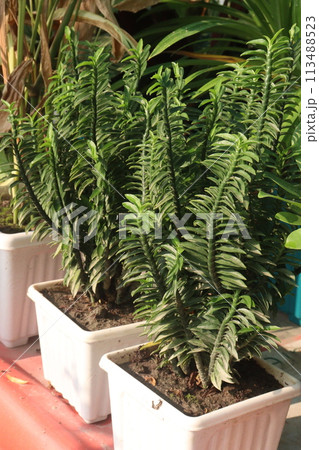 Euphorbia tithymaloides smallii plant of farm Euphorbia tithymaloides smallii plant of farm 113488523