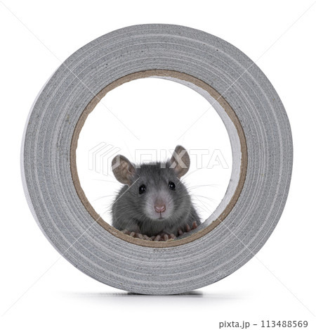 Rat in roll tape on white 113488569