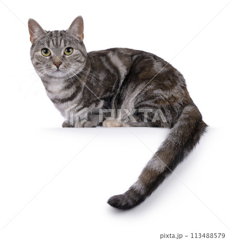 European Shorthair cat on white background 113488579
