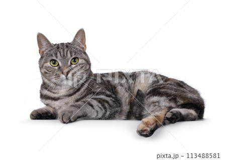 European Shorthair cat on white background 113488581