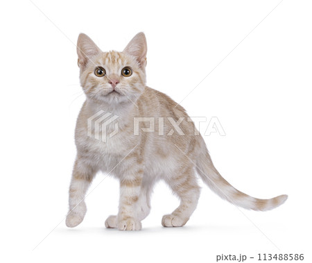 European Shorthair cat on white background 113488586