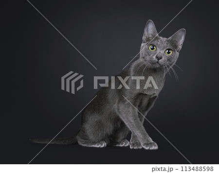 Korat cat on white background Korat cat on white background 113488598