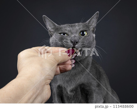 Korat cat on white background Korat cat on white background 113488600