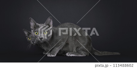 Korat cat on white background Korat cat on white background 113488602