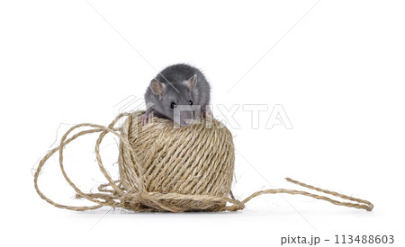 Rat on rope on white background 113488603