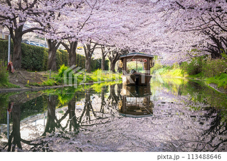 京都　桜満開の 伏見十石舟 113488646