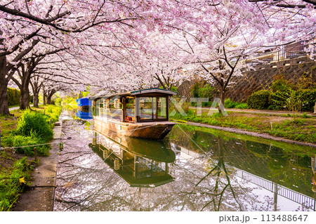 京都　桜満開の 伏見十石舟 113488647
