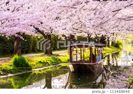 京都　桜満開の 伏見十石舟 113488648