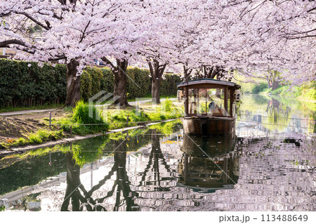 京都 桜満開の 伏見十石舟 京都 桜満開の 伏見十石舟 113488649