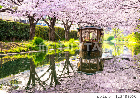 京都　桜満開の 伏見十石舟 113488650