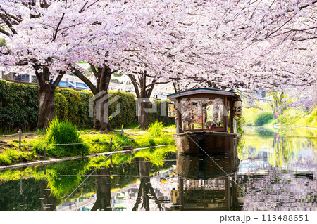京都　桜満開の 伏見十石舟 113488651