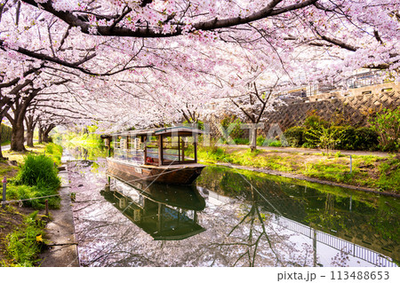 京都　桜満開の 伏見十石舟 113488653