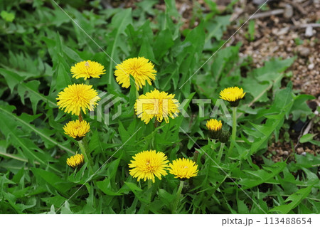 たんぽぽの花 113488654