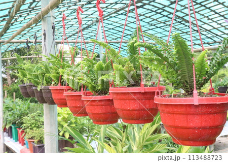 Fern Plant on hanging pot in farm 113488723