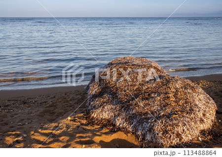 Pile of seaweed on the beach, Marsala, Sicily, Italy 113488864