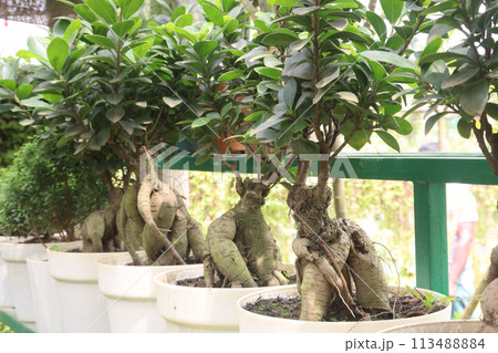 Ficus microcarpa tree on pot in farm 113488884