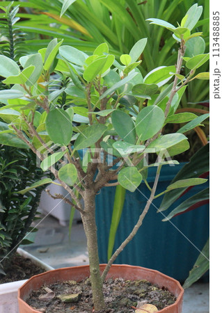 Ficus microcarpa tree on pot in farm 113488885