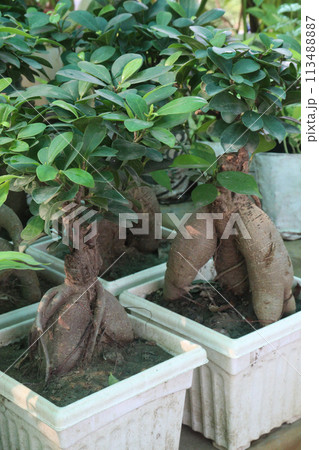 Ficus microcarpa tree on pot in farm Ficus microcarpa tree on pot in farm 113488887