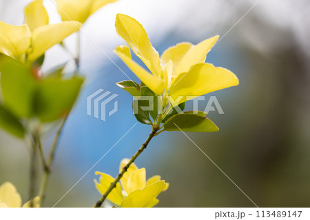 オウゴンマサキ 113489147