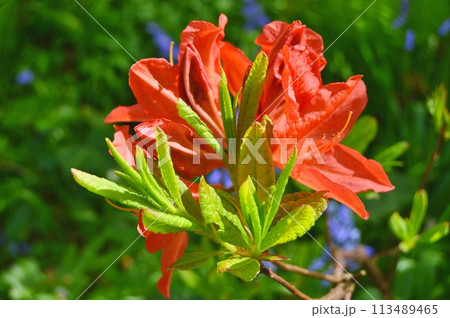 Flowers in the garden during summer. Nature background 113489465