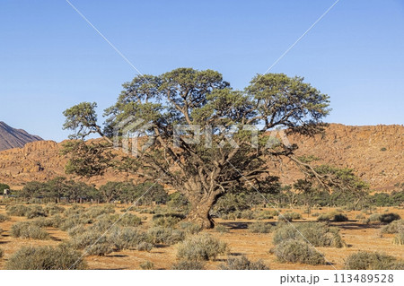 Picture of an big and olde acacia tree in front of an sand dune in the Namibian Kalahari Picture of an big and olde acacia tree in front of an sand dune in the Namibian Kalahari 113489528