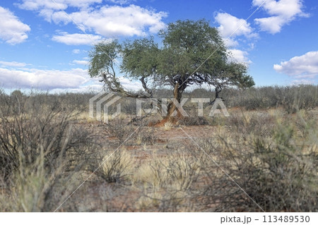 Picture of an acacia tree with a termite nest around the trunk Picture of an acacia tree with a termite nest around the trunk 113489530