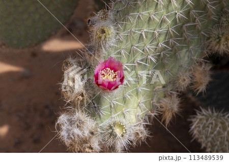 Closeup of a purple cactus flower in top view with natural light from above Closeup of a purple cactus flower in top view with natural light from above 113489539