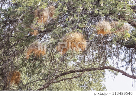 Picture of some waver bird nest in a tree in Namibia Picture of some waver bird nest in a tree in Namibia 113489540