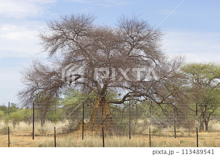 Picture of an acacia tree with a termite nest around the trunk Picture of an acacia tree with a termite nest around the trunk 113489541
