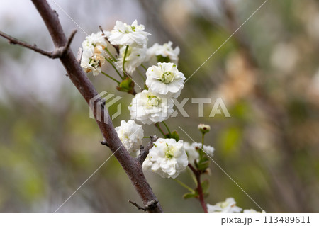 シジミバナ 113489611