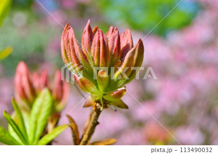 Rhododendron (Azalea) in the city park during spring. Nature background 113490032
