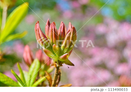 Rhododendron (Azalea) in the city park during spring. Nature background 113490033
