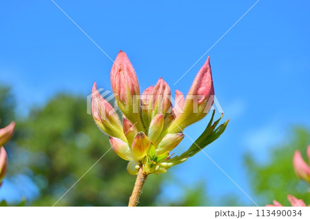 Rhododendron (Azalea) in the city park during spring. Nature background 113490034