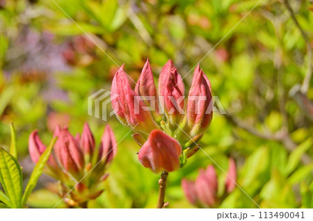 Rhododendron (Azalea) in the city park during spring. Nature background 113490041