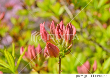 Rhododendron (Azalea) in the city park during spring. Nature background 113490042