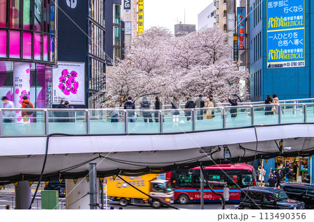 日本の東京都市景観 渋谷サクラステージSHIBUYAタワー前のさくら坂で、桜が満開に＝4月5日 113490356