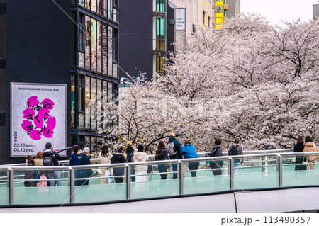 日本の東京都市景観 渋谷サクラステージSHIBUYAタワー前のさくら坂で、桜が満開に＝4月5日 113490357