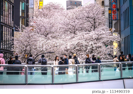 日本の東京都市景観 渋谷サクラステージSHIBUYAタワー前のさくら坂で、桜が満開に＝4月5日 113490359