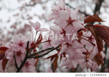 見頃を迎えたエゾヤマザクラ Ezoyama sakura full bloom 113490419