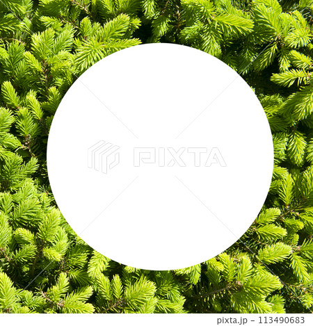 background of pine needles and spruce branches. There is free space for text. 113490683